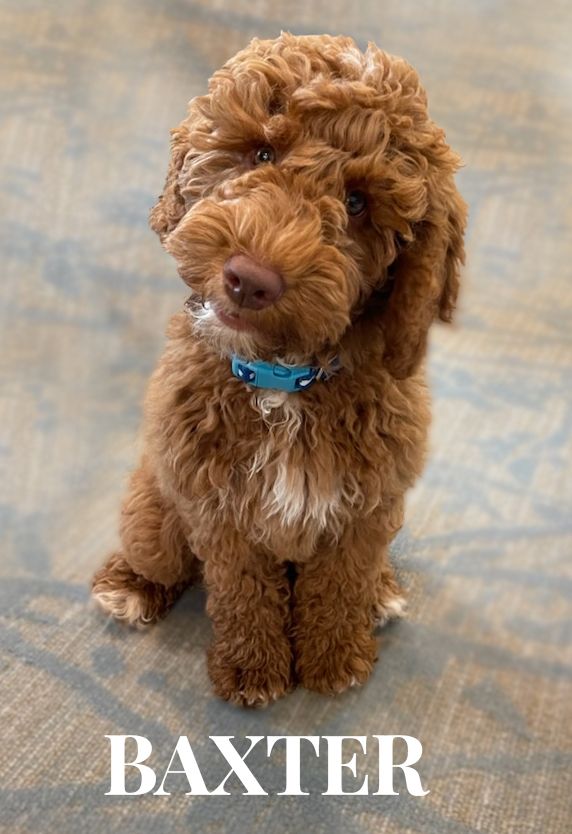 baxter Pet Friendly Senior Living Apartments in Woodstock